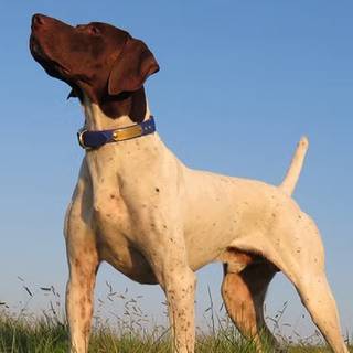 German Short-haired Pointer