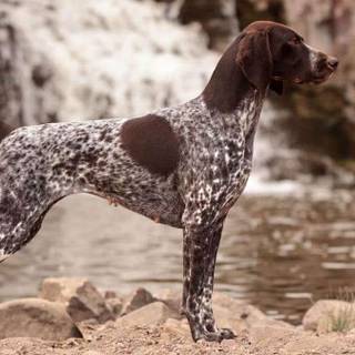 German Short-haired Pointer