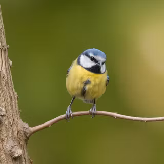 Blue Tit
