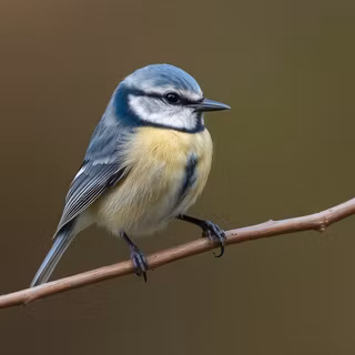 Blue Tit