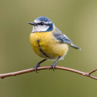 Blue Tit