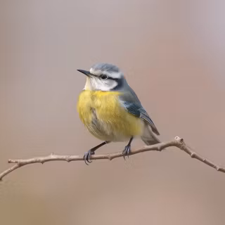 Blue Tit