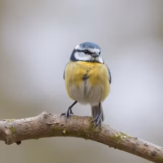 Blue Tit