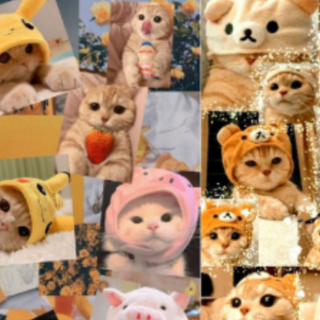 Cat edit wallpaper<33333