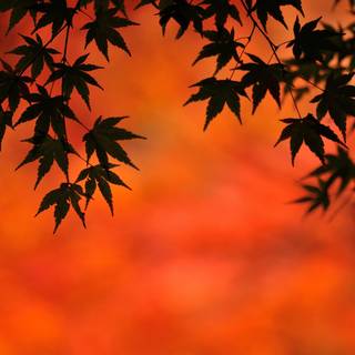 Red Japanese Maple Leaves