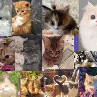 Cat collage desktop wallpaper I got from Pinterest because cats are my favorite animal ^^