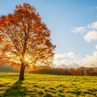 Autumn Sunshine Over Lone Orange Tree