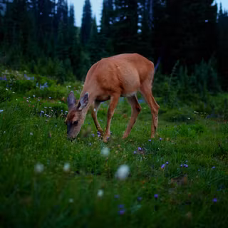 Deer Grazing On A Meadow