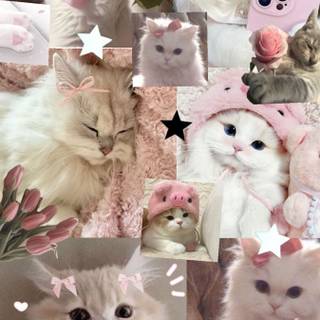 i love kitty ok they cute