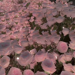 i love flawersssssss