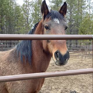 My horse her name is nova