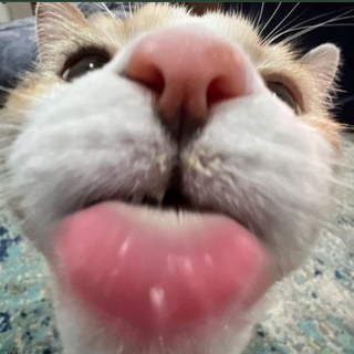 Licking cat<333