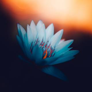 Lotus flower close Up