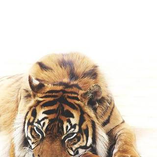 Tigru culcat pe laba sa