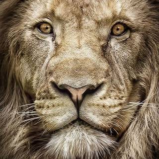  portret detaliat al unui leu