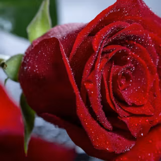 Water Drops On A Red Rose Macro
