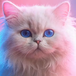 Beautiful White Doll Face Persian Cat