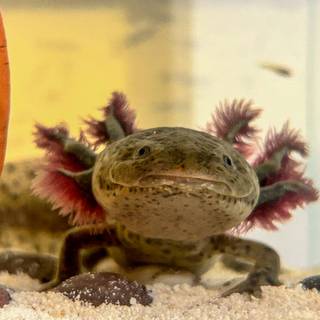 Axolotl!!
