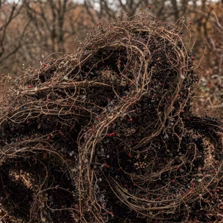 Windows bloom desktop wallpaper mod - Weeds bloom