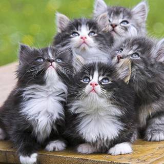 kittens