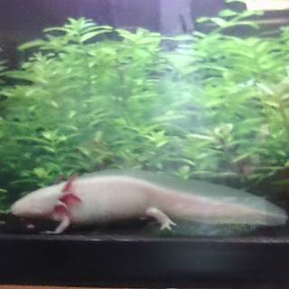 axolotl, cute 