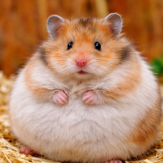 hamster 