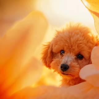 cute dog with a sun flower