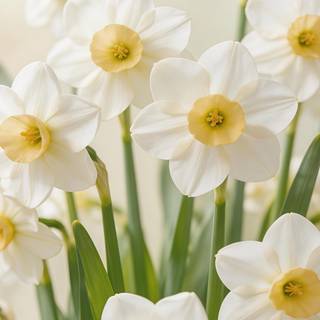 White Daffodil Spring Aesthetic 4K Phone Wallpaper