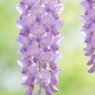Purple Wisteria Romantic 4K Phone Wallpaper