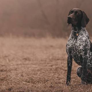 German Short-haired Pointers