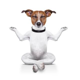 Funny dog doing yoga 