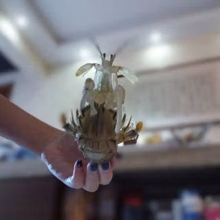 Mantis shrimp 