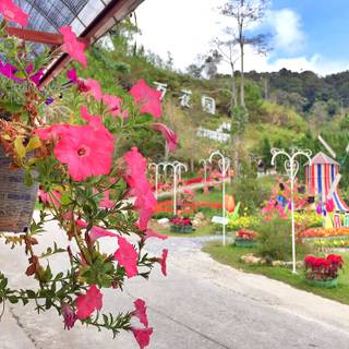 Winter Flower Garden in Betong, Thailand