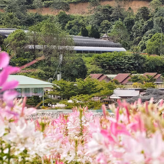 Winter Flower Garden in Betong, Thailand