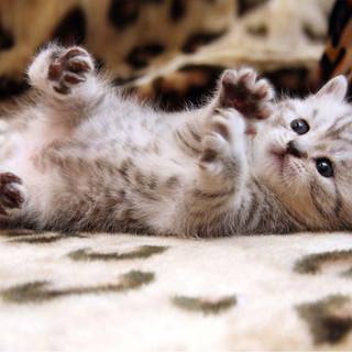cute cat rolling on the floor