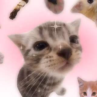 funny cats looking at camera 