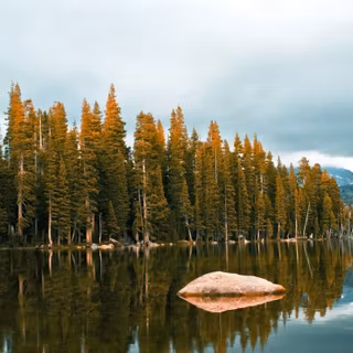 Forest with rusty tops-scenery