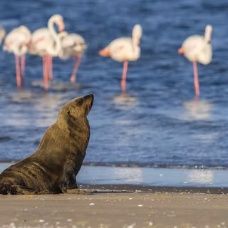 Wild african animals lonely brown fur seal sits on the ocean