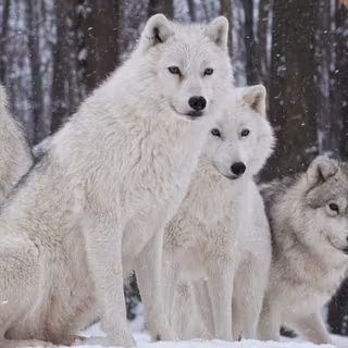 Haită de lupi arctici