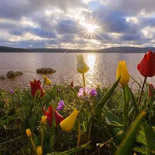 înflorirea rară a lalelelor sălbatice
