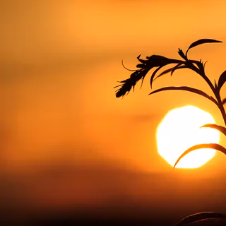 A silhouette of a plant with the sun