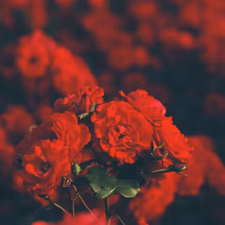 red flowers floral blur background flower garden blossom