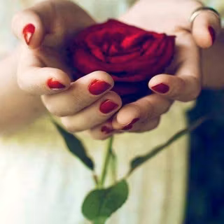 O Persoană Care ține în Mână Un Trandafir Roșu