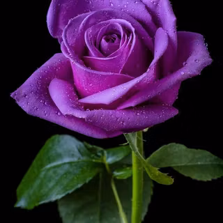 Natural Purple Rose Climbing
