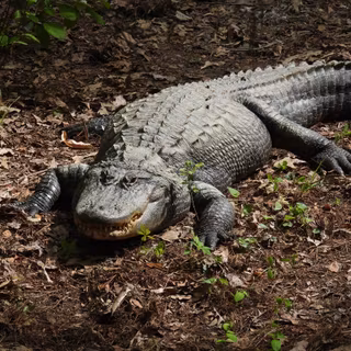 Alligator North Carolina Zoo 
