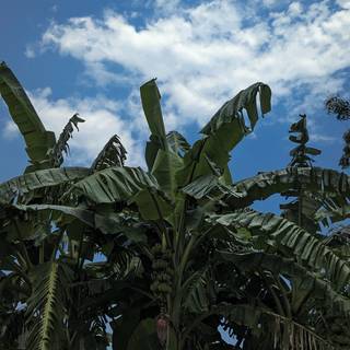 Banana tree HD