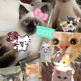 very cute cats! wallpaper aesthetic