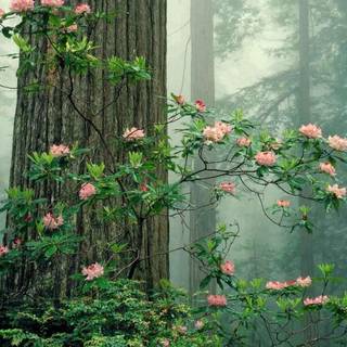 Cottage Spring