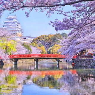 Spring in Japan