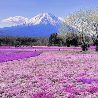 Spring in Japan